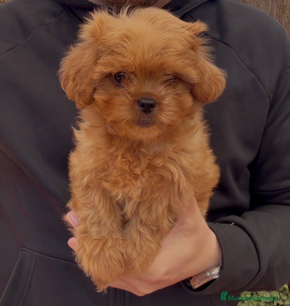 Maltipoo perros Maltipo - Anuncio 1