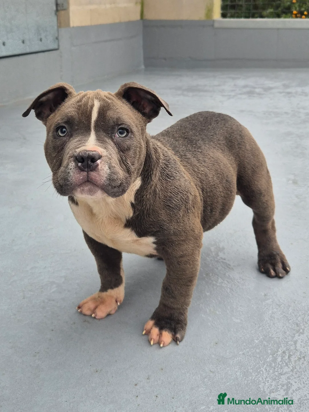 American Bully perros en venta: American Bully Pocket  - Anuncio 10