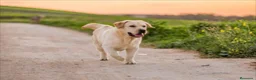 Labrador Retriever perros en venta: Cachorros de Labrador Retrievers - Anuncio 10