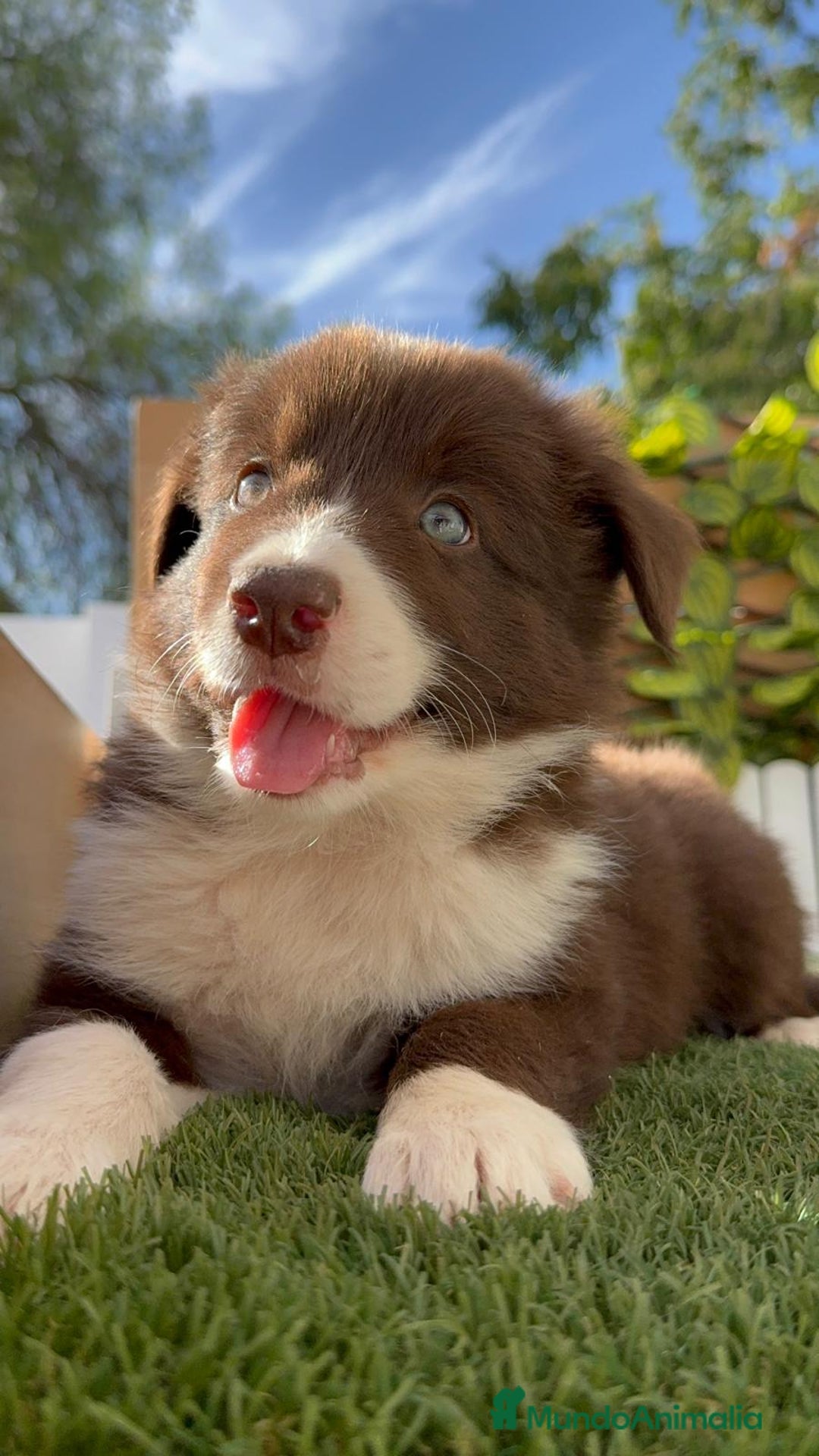 Border Collie perros en venta: BORDER COLLIE MACHO CHOCOLATE - Imagen 2
