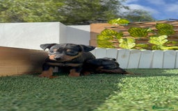 Pinscher Miniatura perros en venta: PINSCHER MINIATURA - Anuncio 9