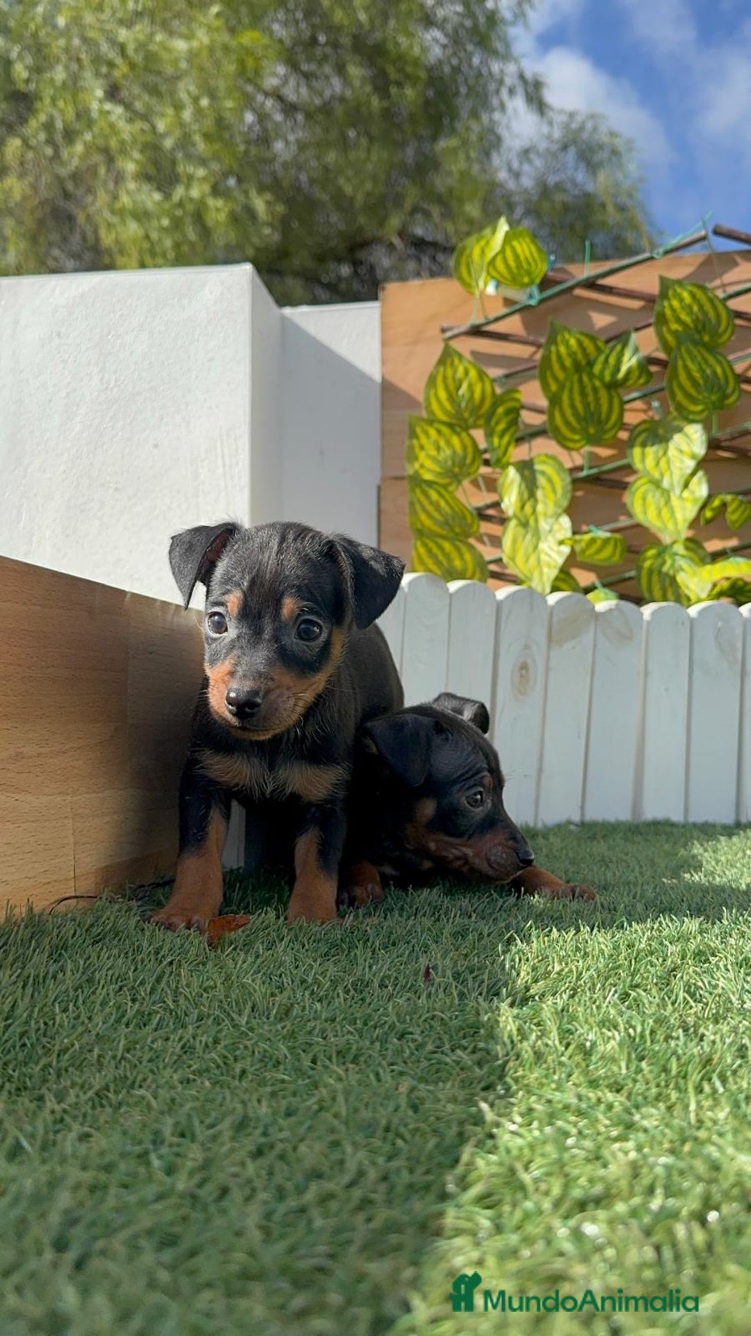 Pinscher Miniatura perros en venta: PINSCHER MINIATURA - Anuncio 9