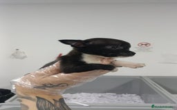 Chihuahua perros en venta: Achuchable bebé de Chihuahua - Imagen 3