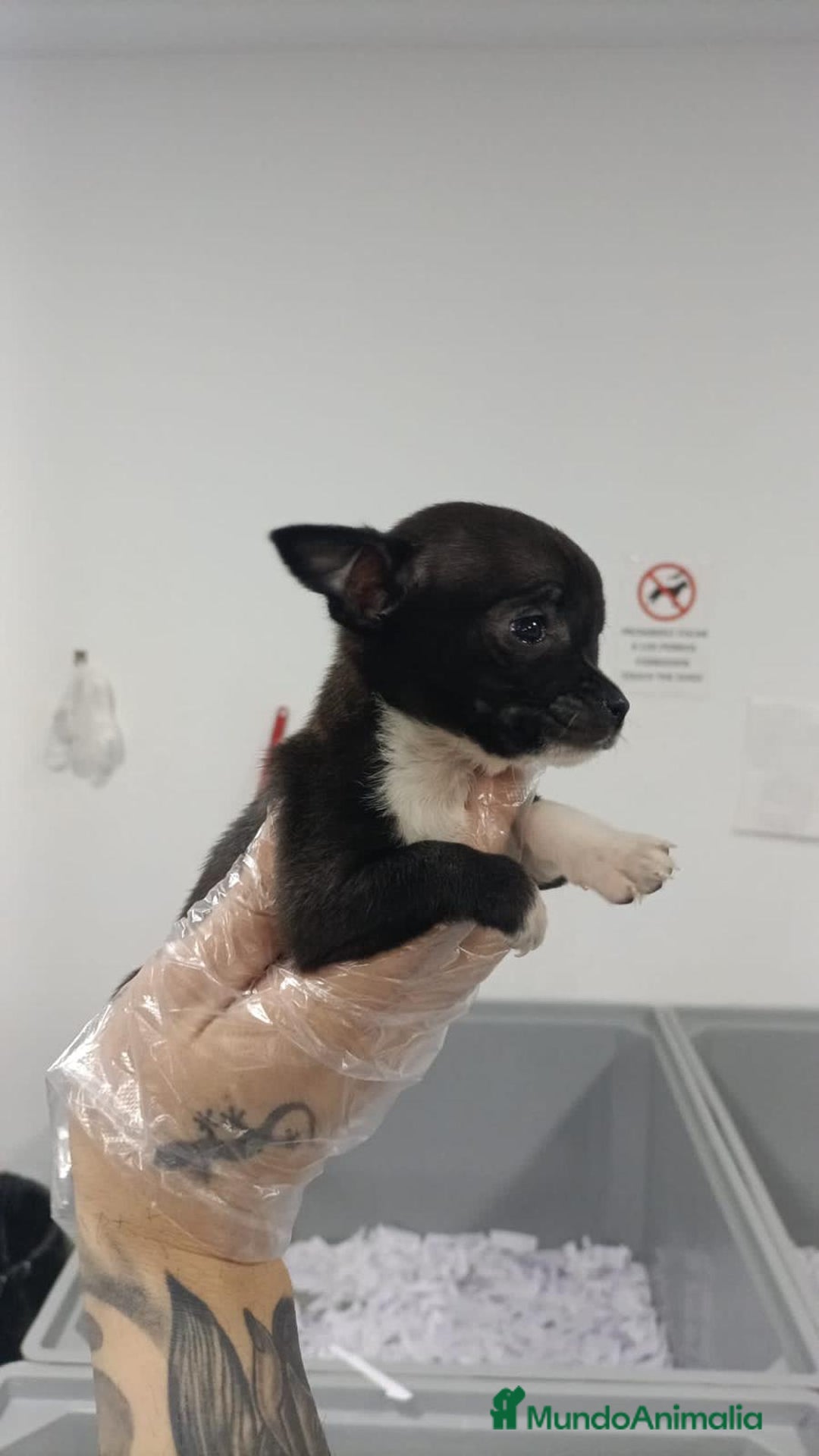 Chihuahua perros en venta: Achuchable bebé de Chihuahua - Imagen 3