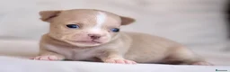 Chihuahua perros en venta: PRECIOSA HEMBRITA CHIHUAHUA CREMA  - Anuncio 4