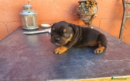American Bully perros en venta: América bully  - Imagen 5