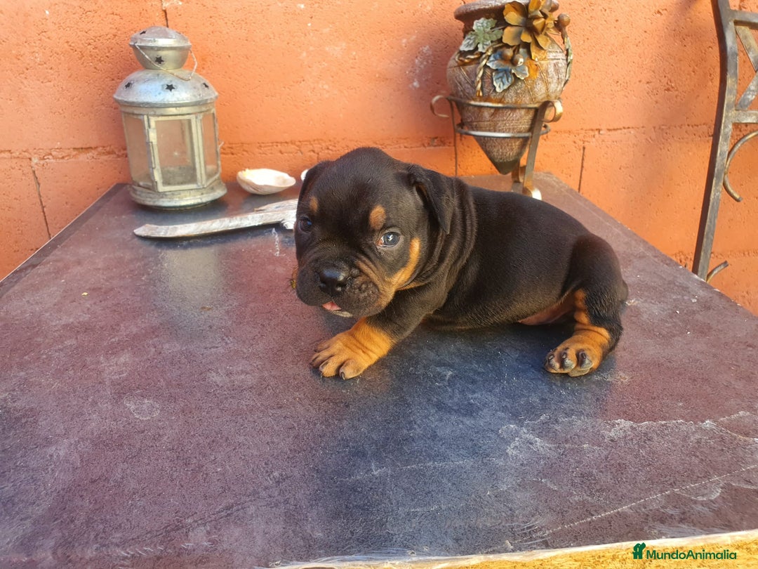 American Bully perros en venta: América bully  - Imagen 5