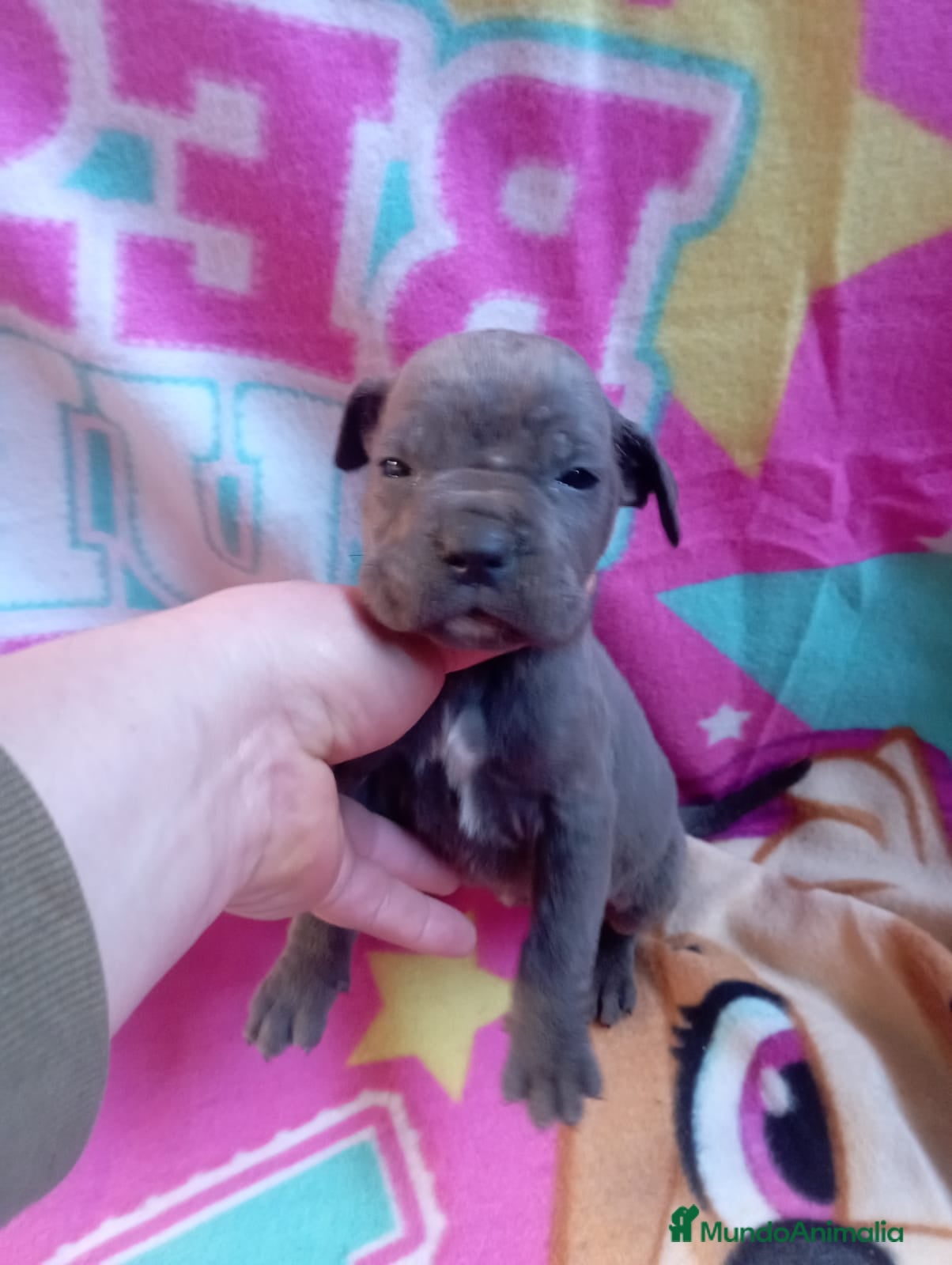 Cane Corso perros CANE CORSO BLUE en Madrid - Anuncio 2