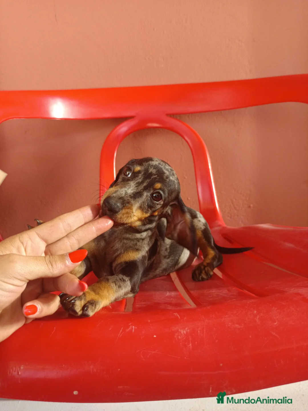 Teckel Miniatura perros en venta: Teckel arlequín - Anuncio 3