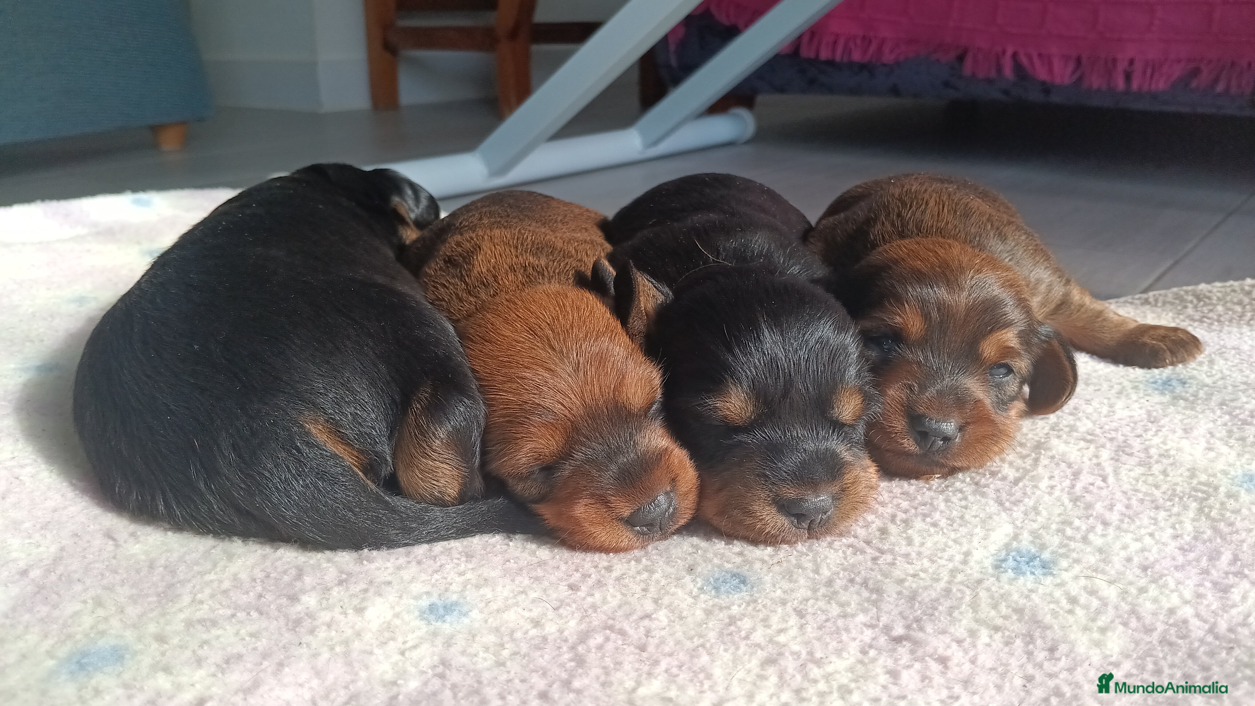 Teckel perros Teckel Mini - Anuncio 10