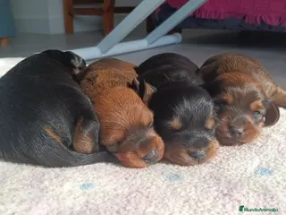 Teckel perros Teckel Mini - Anuncio 8