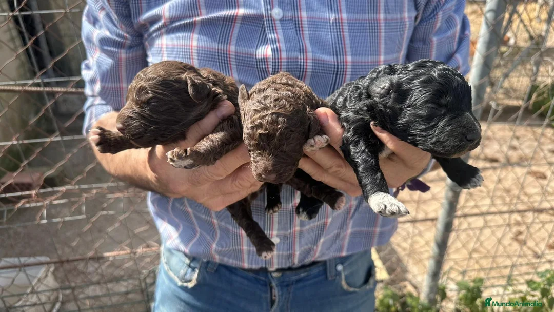 Perro de Agua Español perros en venta: PERRO DE AGUA ESPAÑOL - Anuncio 1