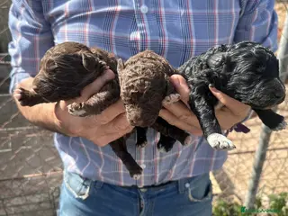 Perro de Agua Español perros PERRO DE AGUA ESPAÑOL - Anuncio 1