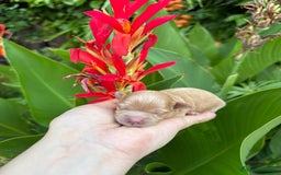 Maltipoo perros en venta: Maltipoo Hembra toy para reservar !! - Imagen 3