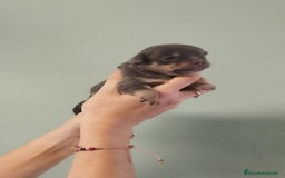 Chihuahua perros en venta: Hermoso chihuahua macho blue - Anuncio 3