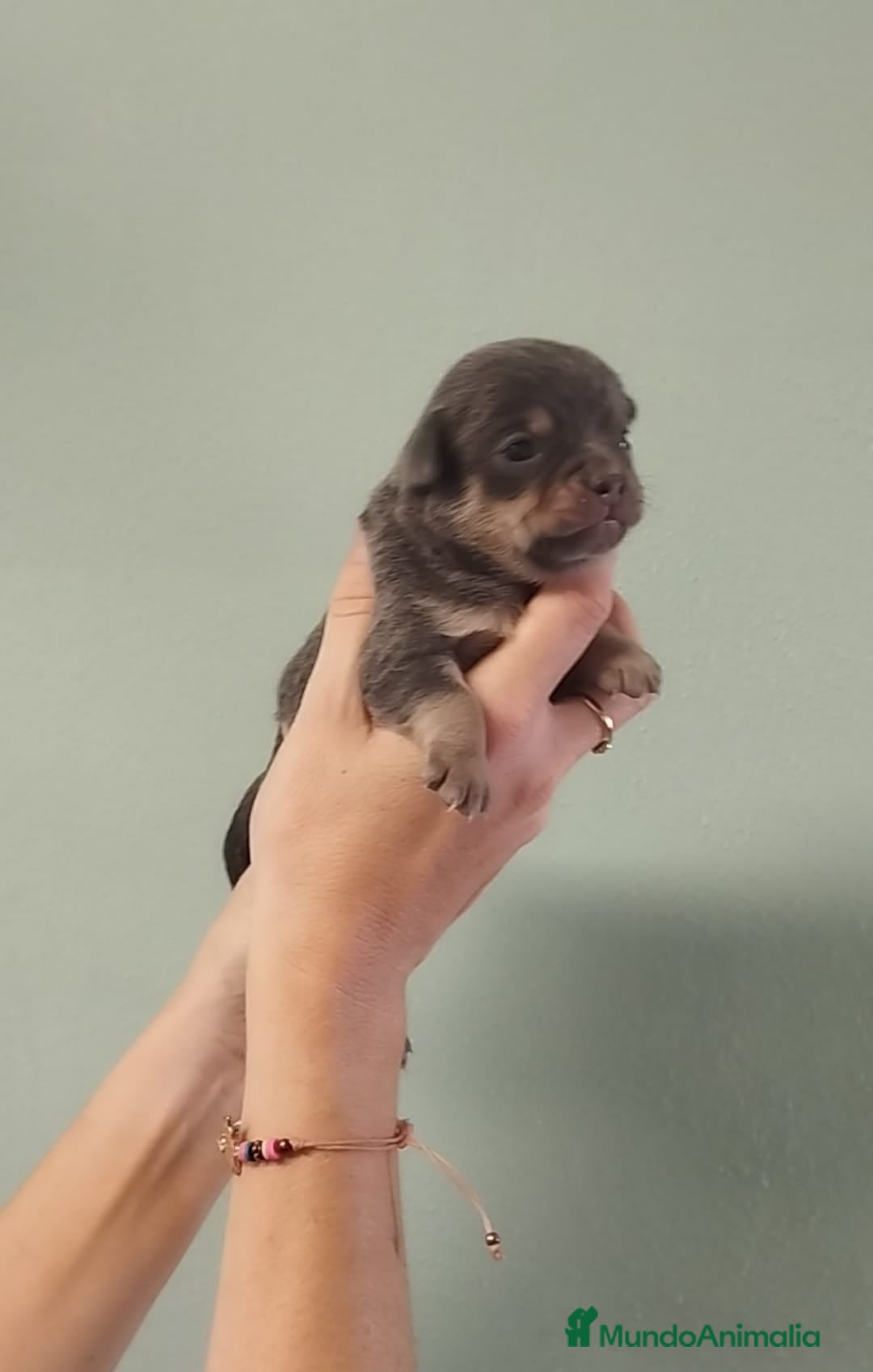 Chihuahua perros en venta: Hermoso chihuahua macho blue - Anuncio 3