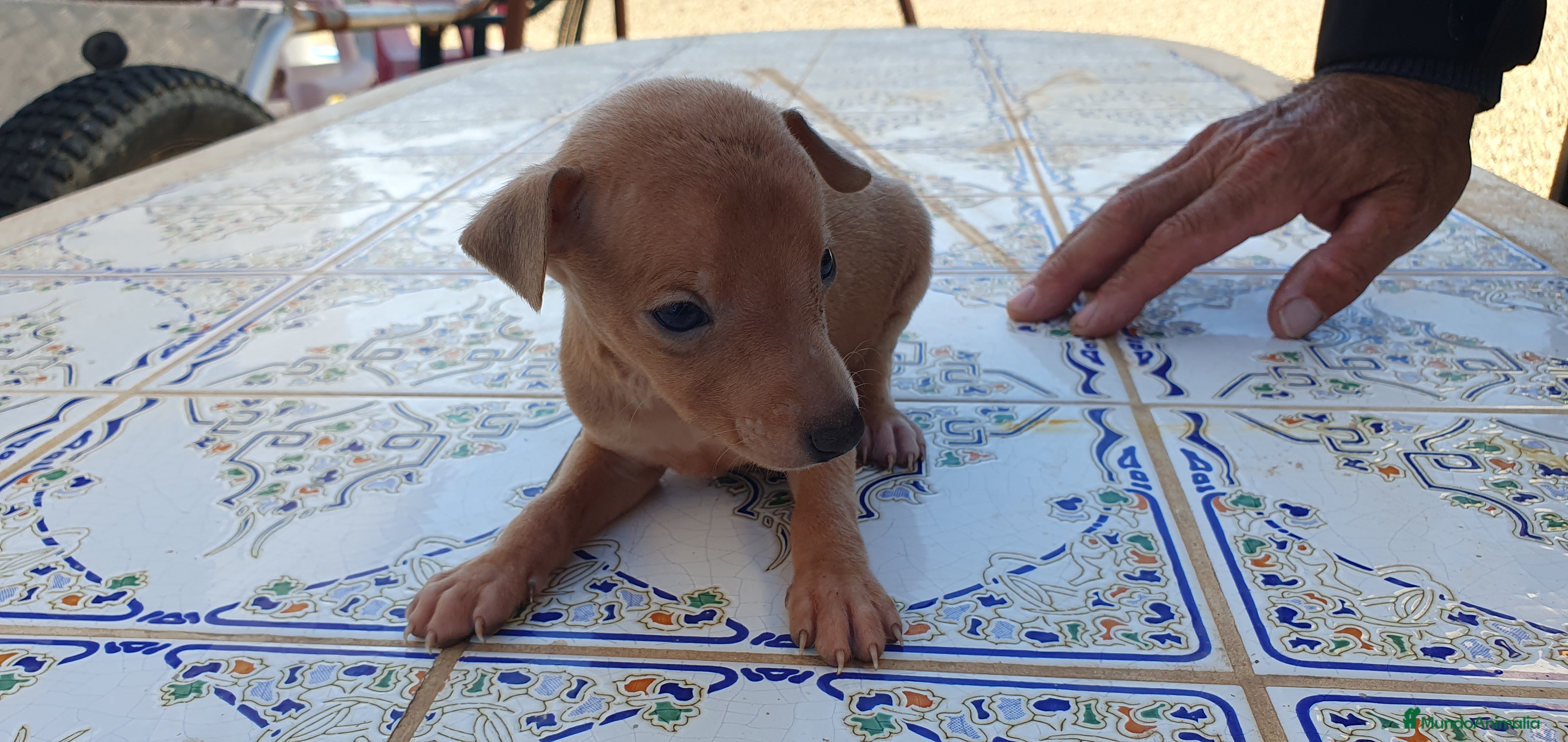 Pequeño Lebrel Italiano perros Galgo Enano Italiano en Murcia - Anuncio 2