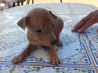 Pequeño Lebrel Italiano perros en Murcia - Anuncio 5