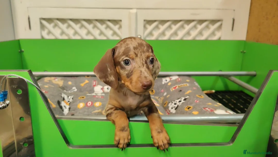 Teckel perros en venta: Teckel - Anuncio 1