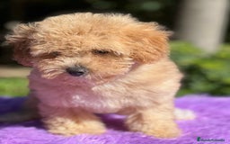 Maltipoo perros en venta: Maltipoo Toy hembra  - Imagen 4