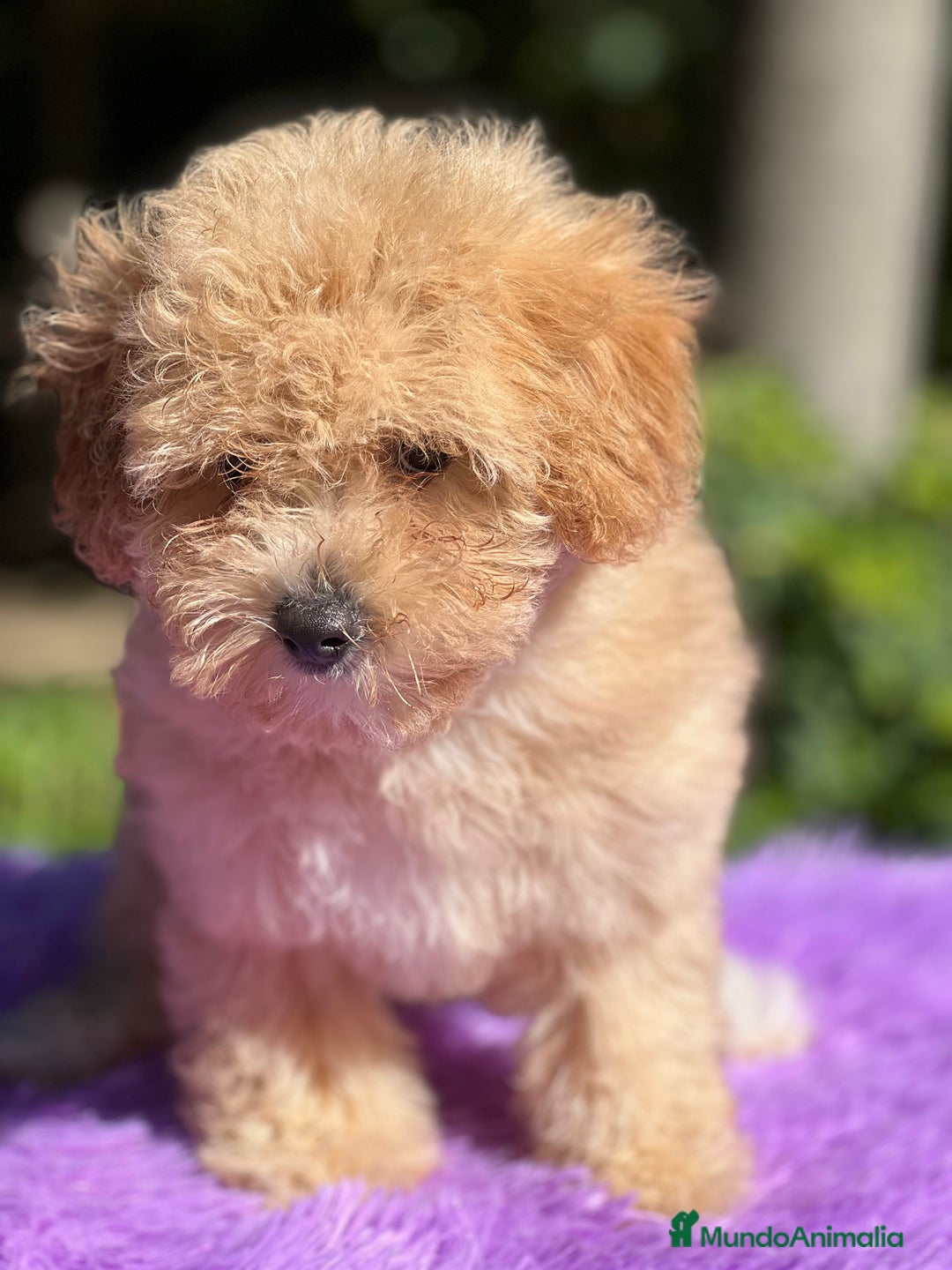 Maltipoo perros en venta: Maltipoo Toy hembra  - Imagen 4