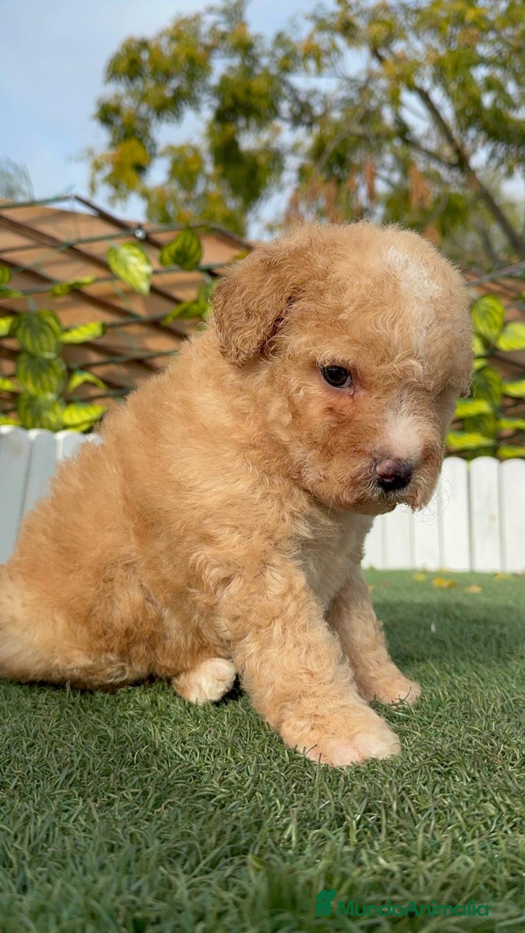 Perro de Agua Español perros en venta: PERRO DE AGUA ESPAÑOL - Anuncio 12