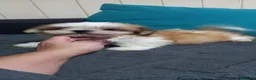 Shih Tzu perros en venta: Shihtzu en Curtis la Coruña  - Anuncio 4