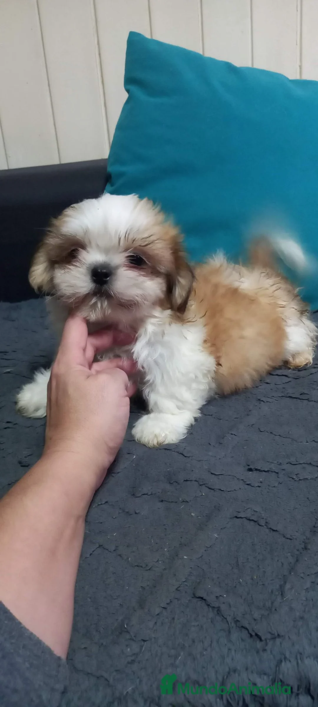 Shih Tzu perros en venta: Shihtzu en Curtis la Coruña  - Anuncio 4