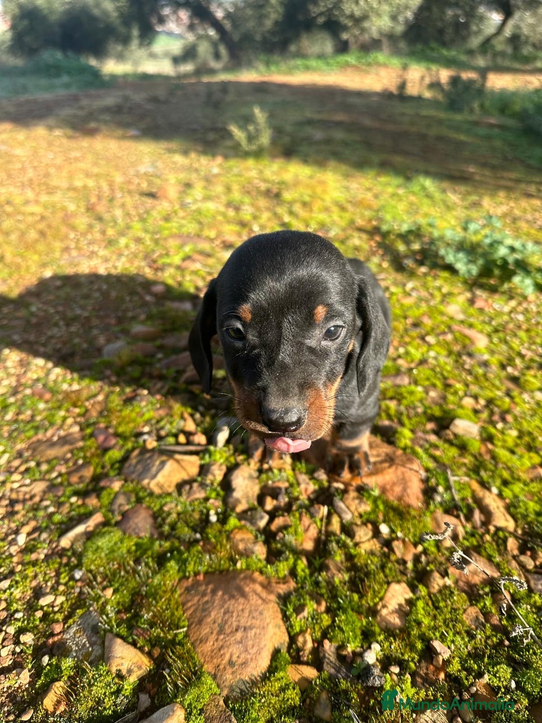 Teckel perros en venta: Cachorro de Teckel  - Imagen 1