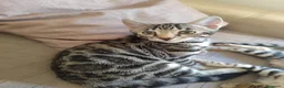 Bengalí gatos en venta: Preciosos gatitos bengali  - Anuncio 3