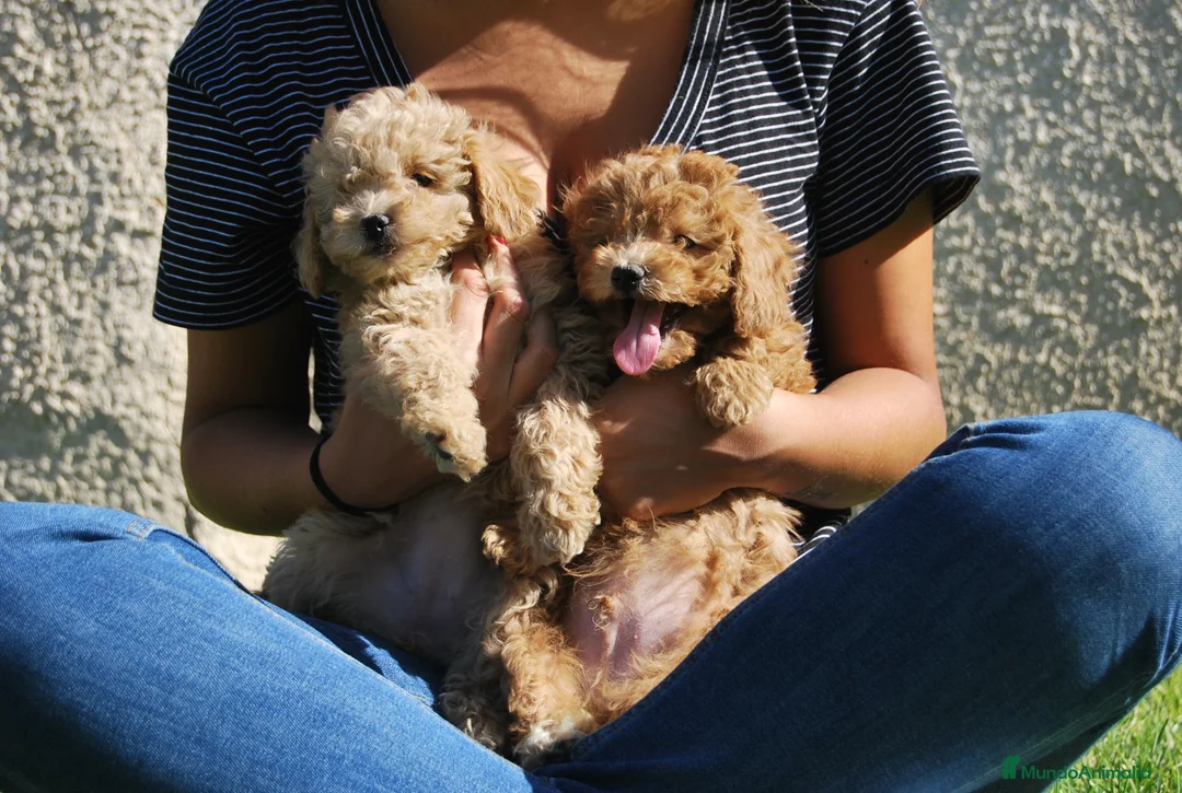 Caniche Toy perros en venta: CANICHE CACHORROS en Madrid - Anuncio 6