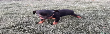 Pinscher Miniatura 1
