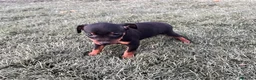 Pinscher Miniatura perros en venta: Excelentes cachorros Pinscher en miniatura  - Anuncio 1