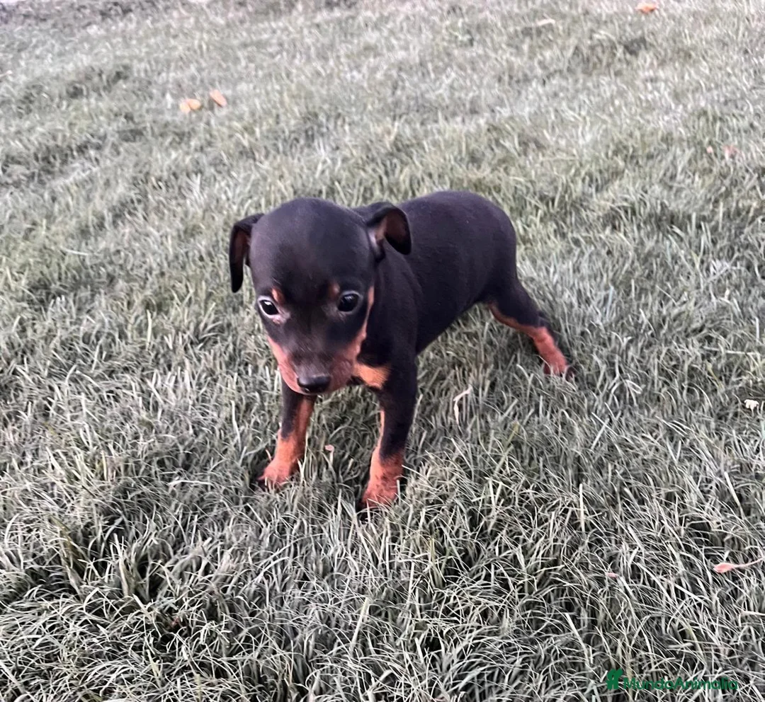 Pinscher Miniatura perros en venta: Excelentes cachorros Pinscher en miniatura  - Anuncio 1