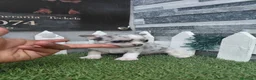 Chihuahua perros en venta: CHIHUAHUAS - Anuncio 1