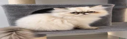 Persa gatos en venta: Persa chato en Granada - Anuncio 1