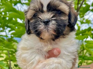 Shih Tzu perros en Barcelona - Anuncio 8