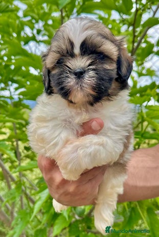 Shih Tzu perros en Barcelona - Anuncio 8