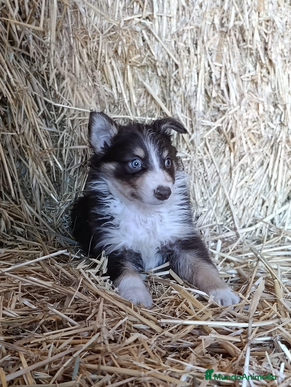 Border Collie perros Border collies tricolores de calidad  - Anuncio 2