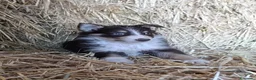 Border Collie perros en venta: Border collies tricolores de calidad  - Anuncio 1