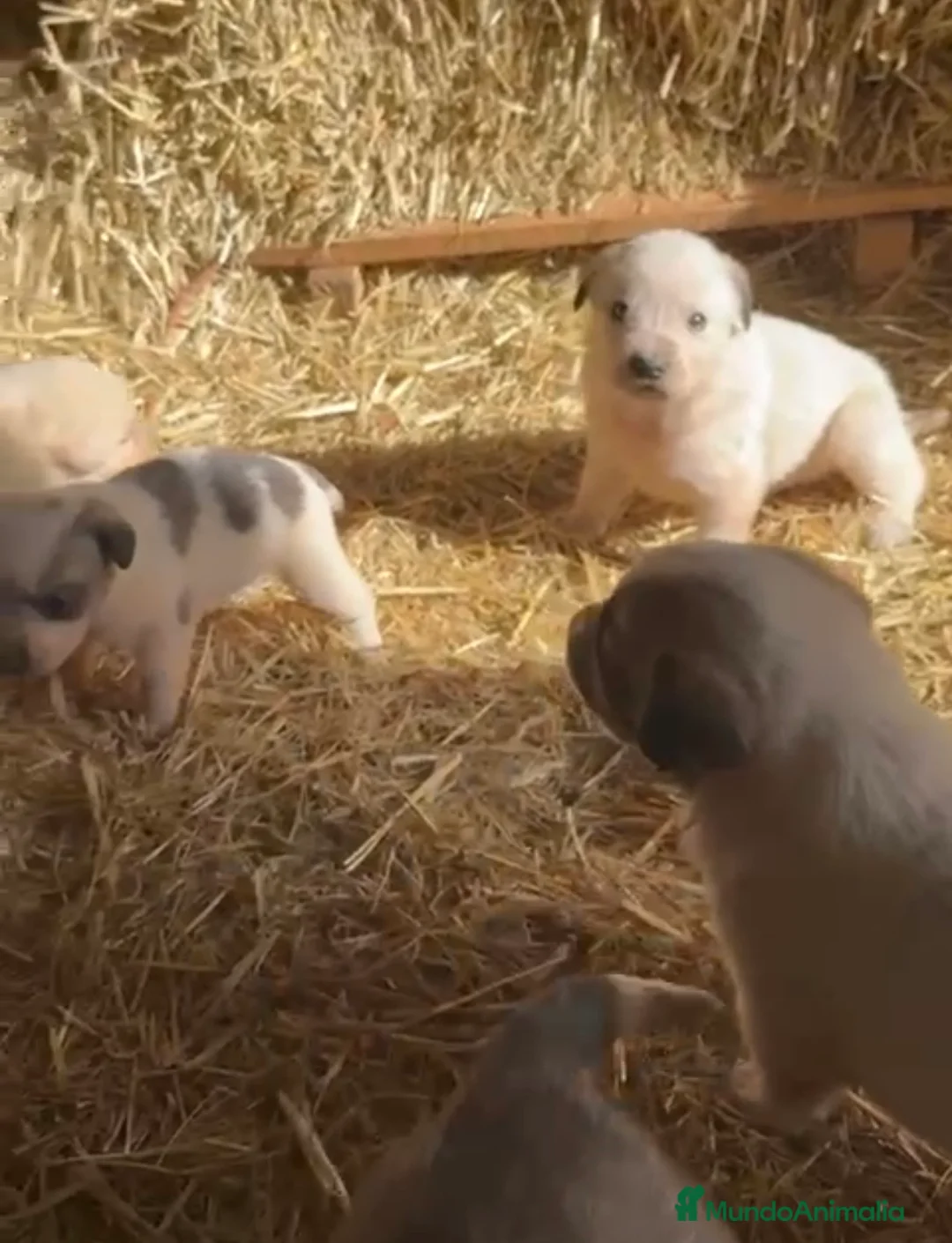 Mastín Español perros en venta: Mastines disponibles para entregar en Málaga - Anuncio 4