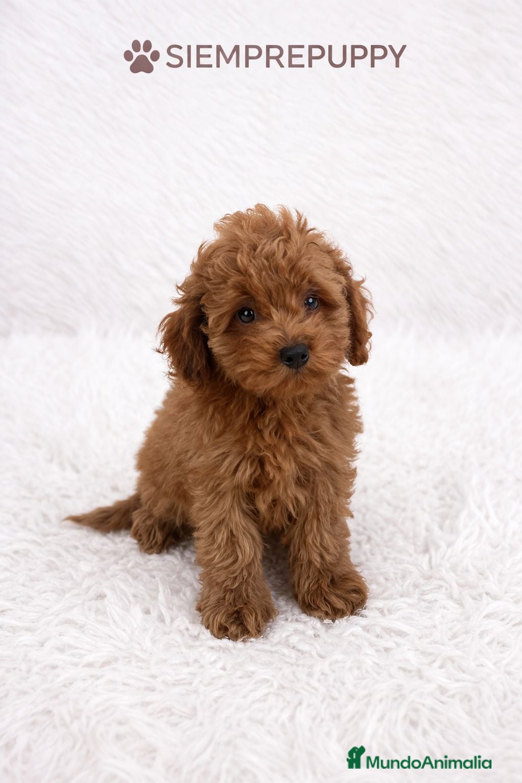 Caniche Enano perros CANICHE ENANO ROJO PIMENTÓN - Anuncio 1