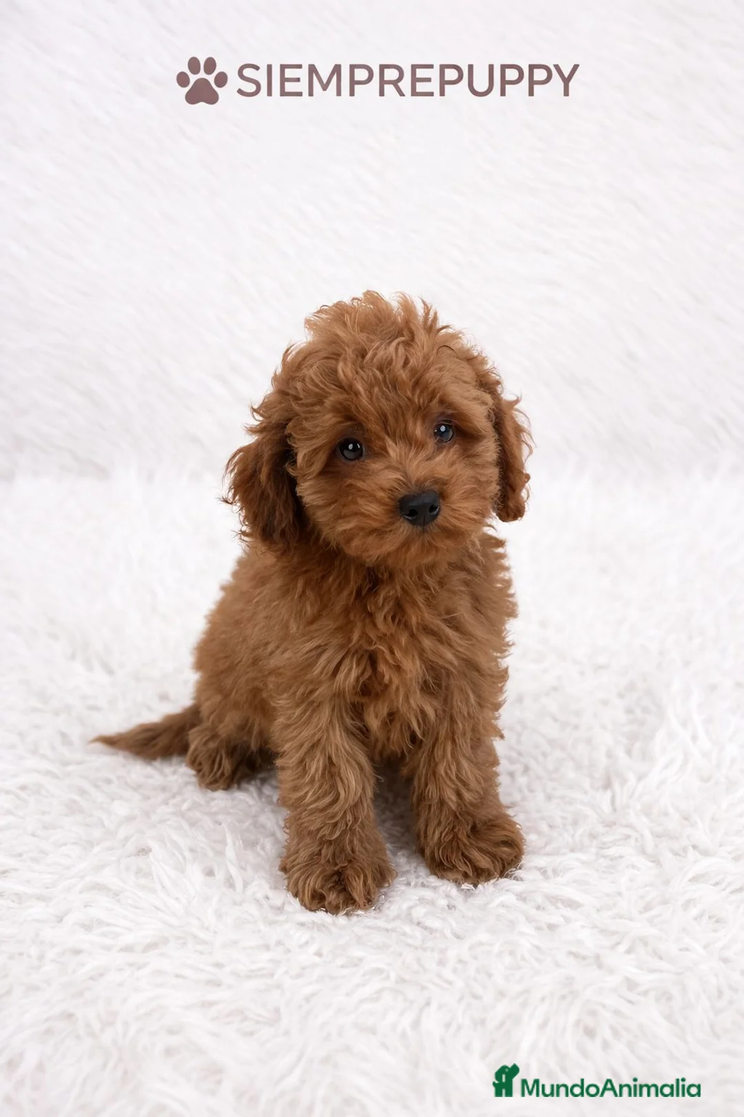 Caniche Enano perros en venta: CANICHE ENANO ROJO PIMENTÓN - Anuncio 1