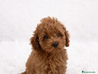 Caniche Enano perros CANICHE ENANO ROJO PIMENTÓN - Anuncio 1