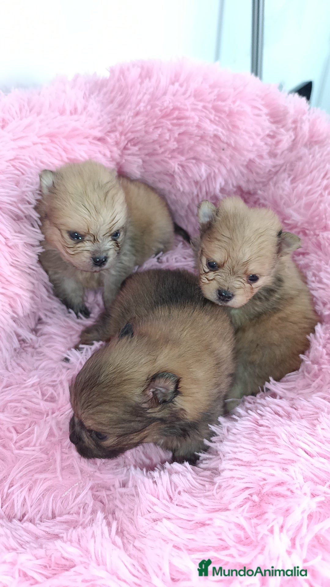 Pomerania perros Lulus Pomerania  - Anuncio 2