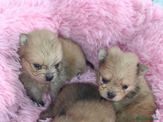 Pomerania perros Lulus Pomerania - Anuncio 2