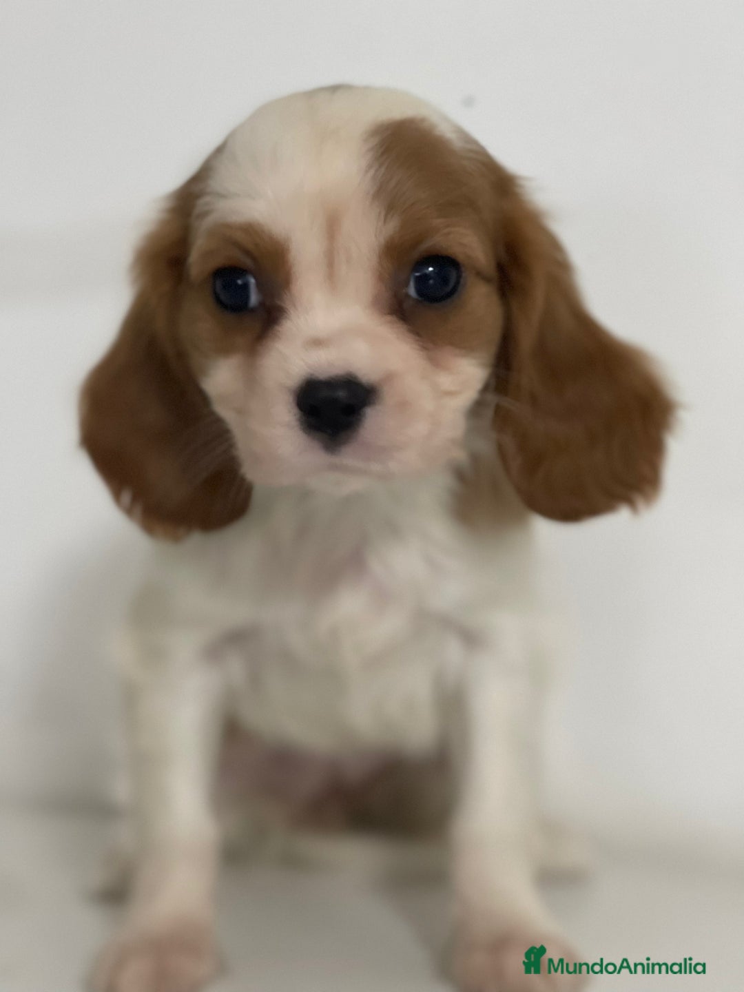 Cavalier King Charles Spaniel perros en venta: CAVALIER - Imagen 1
