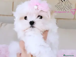 Bichón Maltés perros Bichon maltes coreano miniatura - Anuncio 1