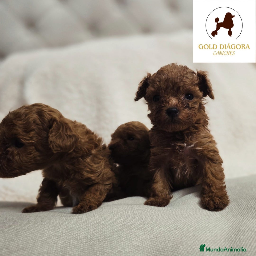 Caniche Toy perros en venta: Caniche rojo toy - Anuncio 4