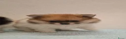 Pomerania perros en venta: Pomerania  - Anuncio 23